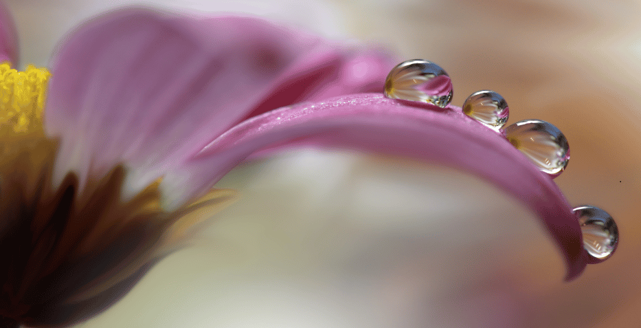 Blume mit Wassertropfen
